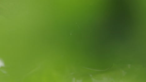 hojas verdes borrosas