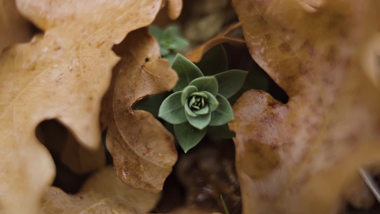 Macro close up of a small green plant peaking through a pile of fallen orange leaves on a wet day