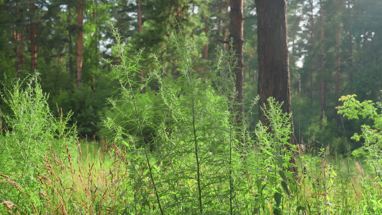 Round view of summer tree in forest with gentle breeze moving green leaves under warm sunlight, rays filtering through branches, creating peaceful natural scene filled with freshness, and light