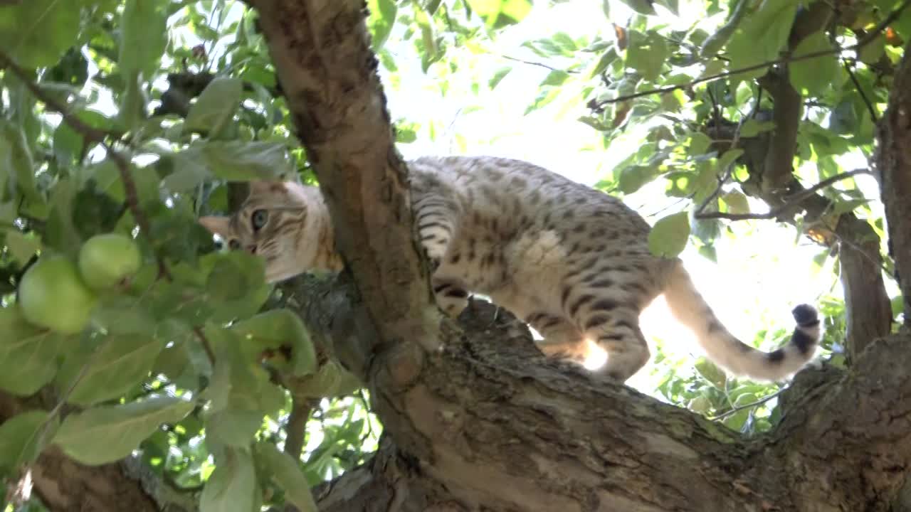 Un gatto bengala delle nevi libero su un albero-3