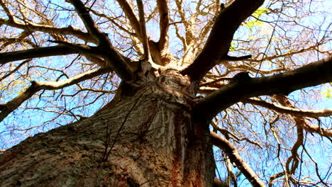 Upwards-twisting-view-of-ancient-deciduous-tree-with-gnarly-branches