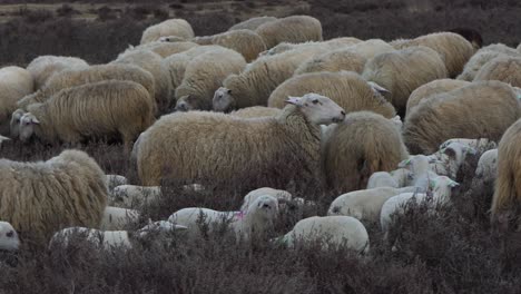 sheep with lambs on the heather, close up, slow motion 60fps