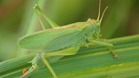 saltamontes verdes camuflados sentados en la hoja de la planta verde