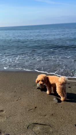 poodle on the beach