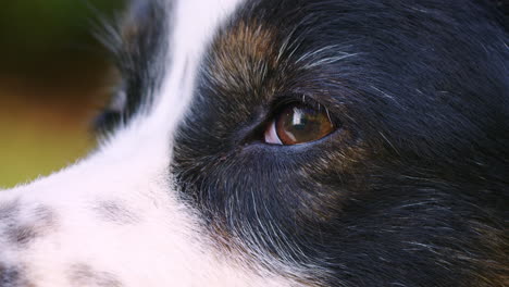 close up shot of the left eye of a cute black-tri dog