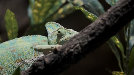 veiled chameleon on the branch of a tree