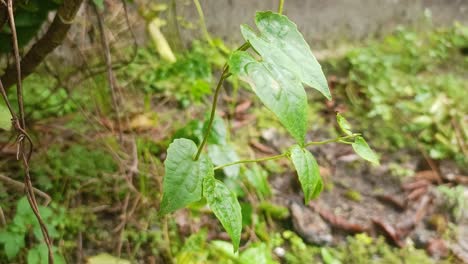 Un-Primer-Plano-De-Dioscorea-Batatas