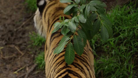 tiger back rubbing against leaves slow motion