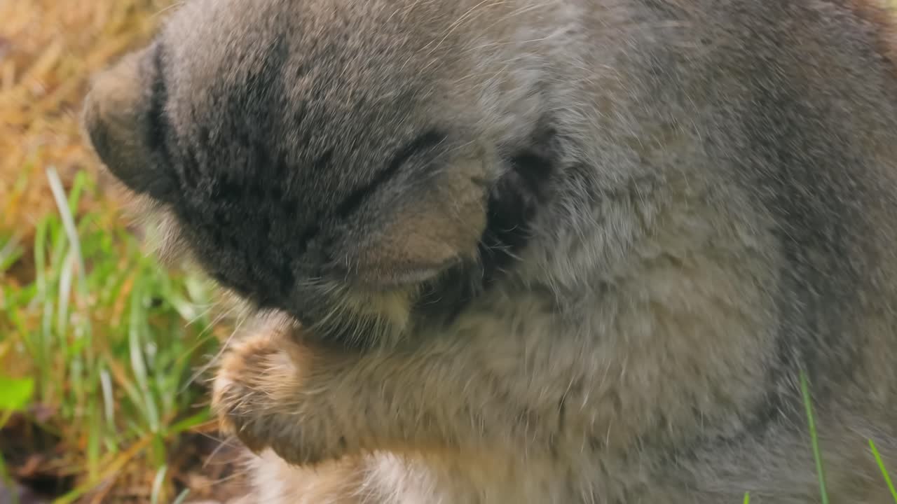 팔라스 고양이 (otokolobus manul) 는 길고 두꺼운 희미한 회색 털을 가진 작은 야생 고양이이며 머리의 에 둥근 귀가 낮습니다.