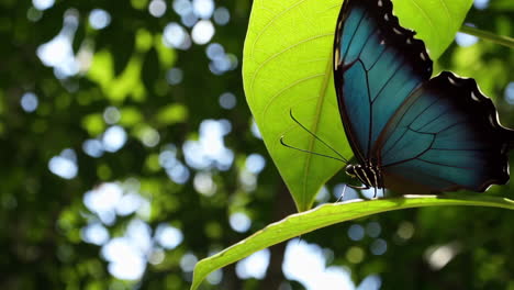 blue morpho butterfly on a leaf