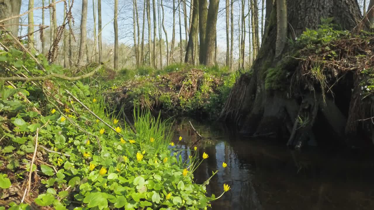 폴란드 의 아름다운 숲 가운데 있는 토피에크 하천 의 놀라운 전망 을 감상 하십시오.