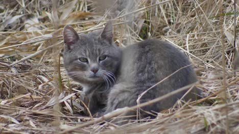 gray cat is hiding and sleeping in the dry and tall grass