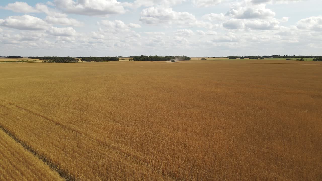 Golden wheat field with a large combine harvester harvesting the crop in the background