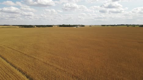 Campo-De-Trigo-Dorado-Con-Una-Gran-Cosechadora-Cosechando-La-Cosecha-En-El-Fondo