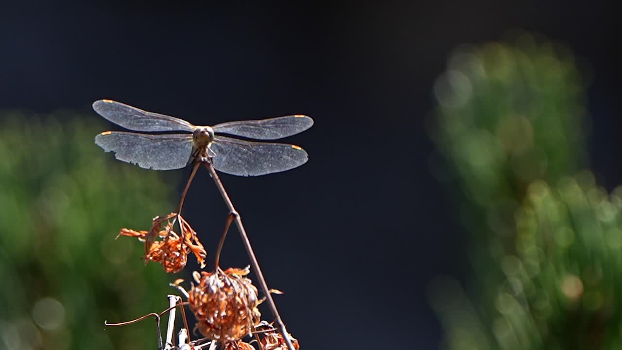 Zooming in on a dragonfly