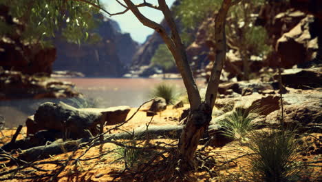 desert landscape with rocky formations and unique vegetation during daylight