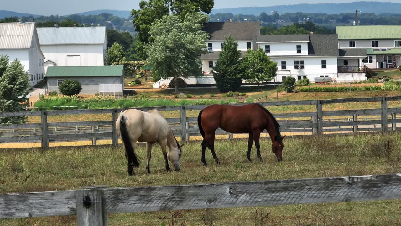 平和な農場の畑で草を食む2頭の馬。