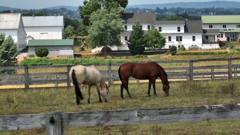 two horses grazing in a peaceful farm field