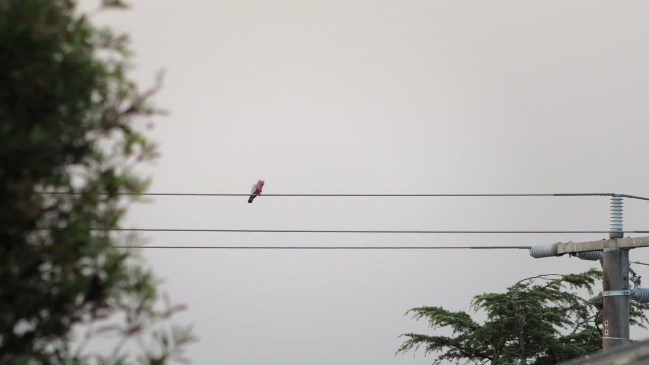 Galah Bird Grooming Itself Scratching Its Face With Its Foot Perched On Powerline Cable, Wide Shot, Daytime Clear Sky, Maffra, Gippsland, Victoria, Australia