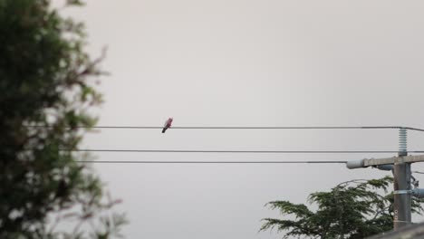 galah bird grooming itself scratching its face with its foot perched on powerline cable, wide shot, daytime clear sky, maffra, gippsland, victoria, australia
