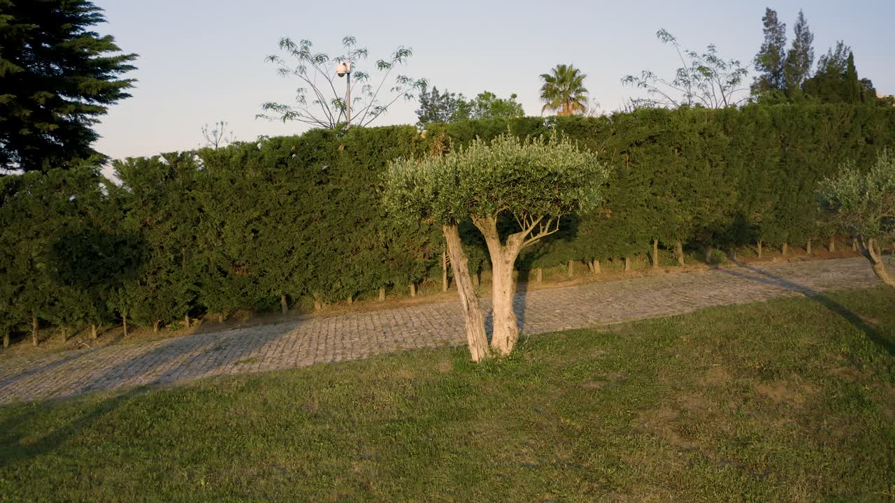 aerial view Rotation over the cork oak baby in Alentejo, Portugal. sunrise mode