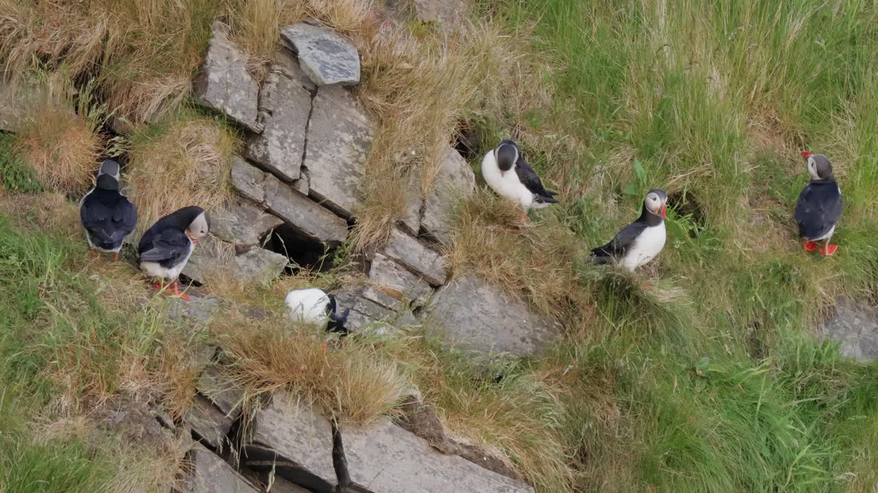 대서양 파핀 (fratercula arctica) 은 룬데 섬 (노르웨이) 의 바위 위에 있습니다.