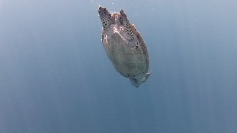 Tortuga-Carey-La-Suspendió-El-Agua-Azul-Océano