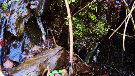 water flowing on top of moss and stones on a nature wall
