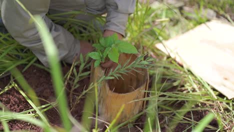 Individual-carefully-places-a-young-plant-into-soil-within-a-wooden-pot,-surrounded-by-green-foliage-and-sunlight,-suggesting-a-nurturing-environment