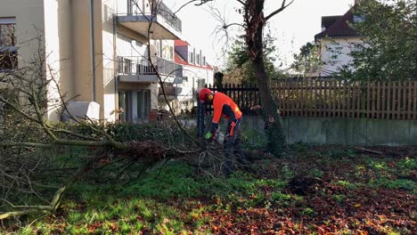 male lumberjack logger worker in protective gear cutting firewood timber tree in