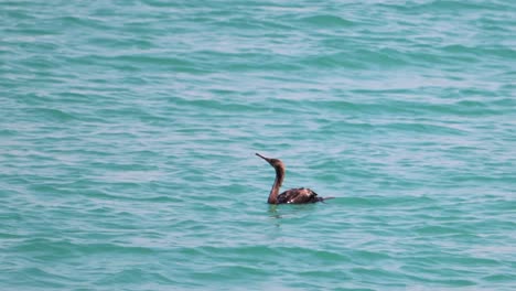 a great cormorant swims on the sea surface, searching for food