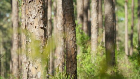 Florida Everglades_Slide past Florida Pine Tree trunk.