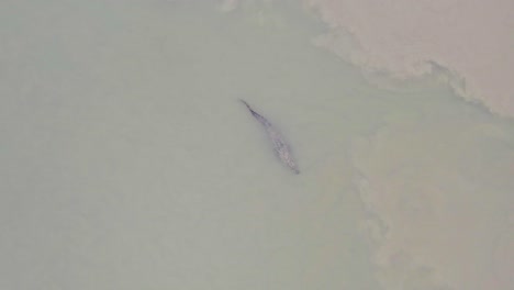 A mugger crocodile in Nepal's Karnali River.