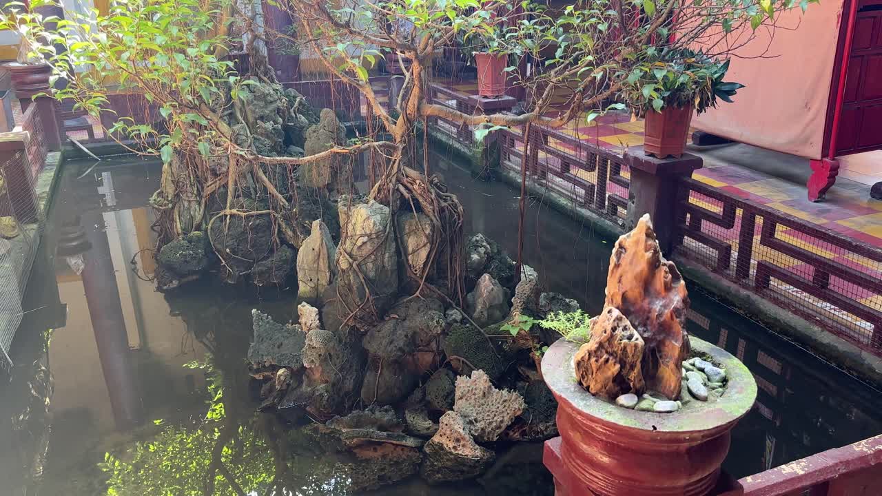 plantas con raíces largas en la piscina rocosa en el templo budista de guan di en hoi an, vietnam