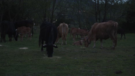 group of cows and calves grazing calmly in an open field as daylight fades, surrounded by trees and peaceful rural scenery.