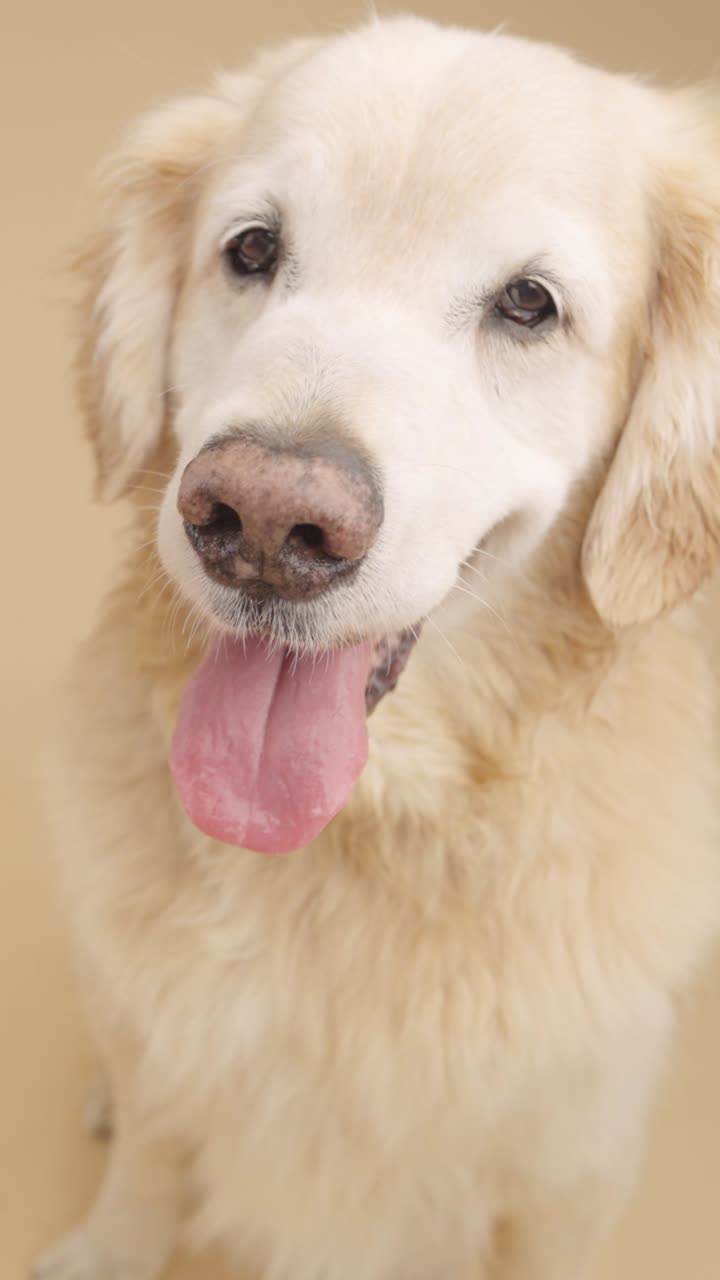retrato de un golden retriever