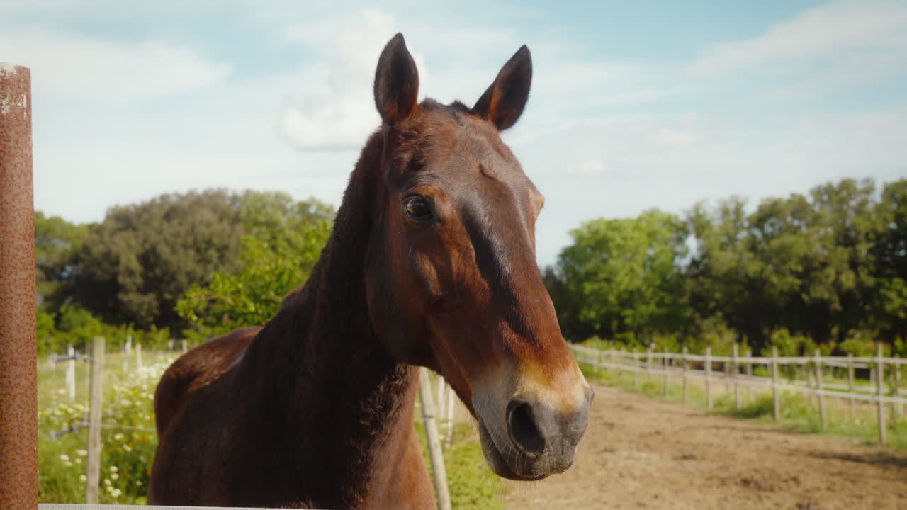 Majestic brown horse in serene Mallorca setting. Perfect for travel or nature documentaries.