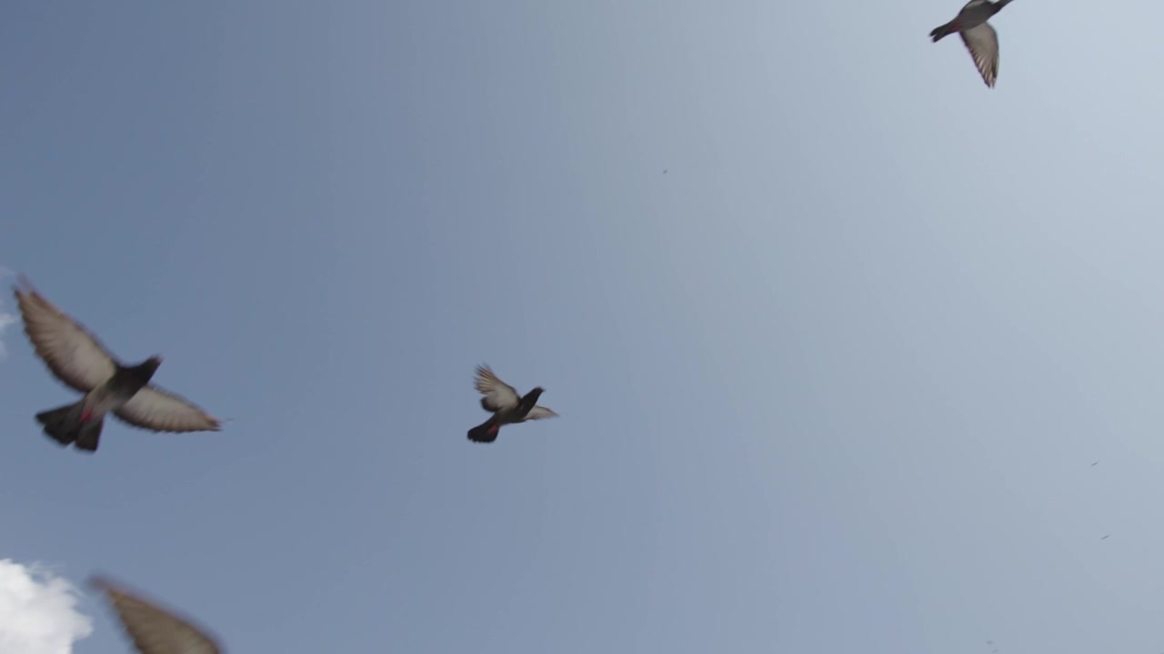 Birds Flying Above Historic Buildings in Genoa Italy