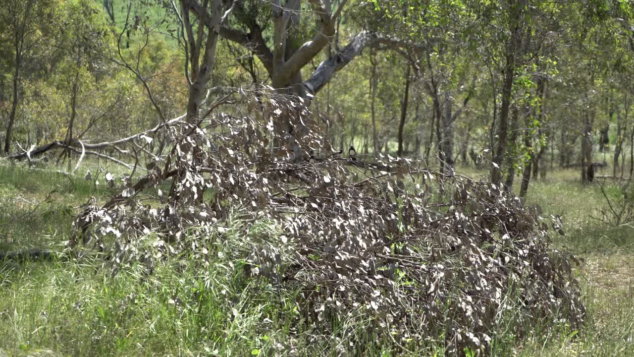 pequeños pájaros jugando en un árbol caído en el interior seco