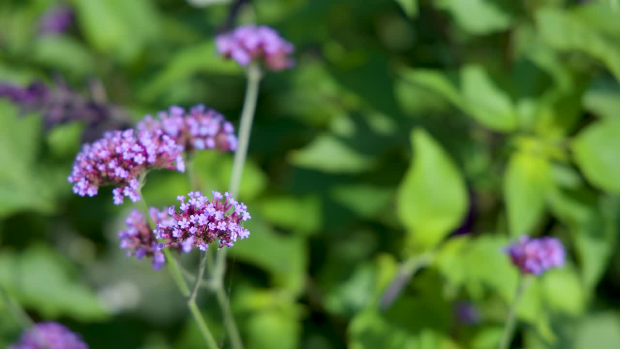 Purpletop vervain flowers gently move in sunlight, surrounded by lush green garden foliage, close-up