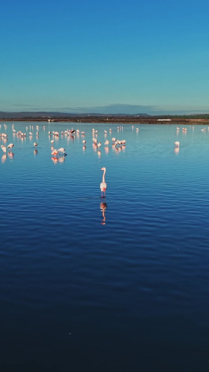 Flamingos gather in shallow water under clear blue sky in afternoon
