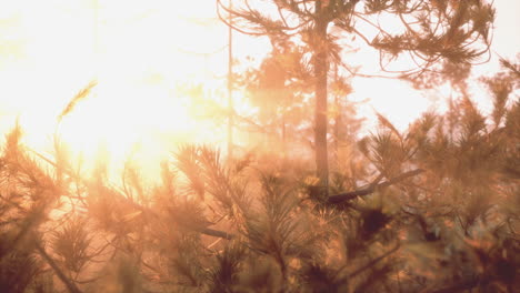 misty forest sunrise