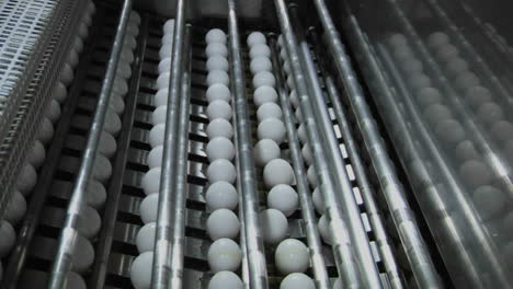 automated machinery processes white eggs in a factory