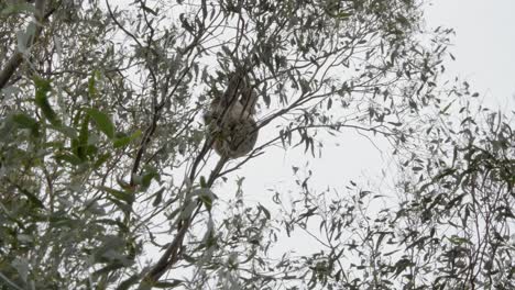 koala salvaje en su hábitat natural comiendo las hojas de un eucalipto nativo de australia