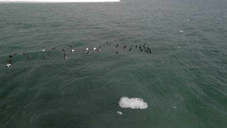 A-group-of-ducks-swimming-on-the-ocean-in-winter-in-quebec,-canada