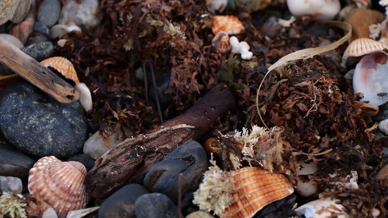 vista de cerca de conchas marinas vacías y algas secas en la playa