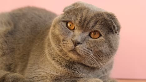 A Young Scottish Tabby Gray Cat with Big Yellow Eyes Sits on a Pink . A young Scottish tabby gray cat with big yellow eyes sits on a pink . A gray cat looks straight into the camera