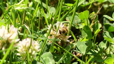 Bee-collecting-nectar-and-pollen-on-clover-flower-in-the-meadow-during-summer