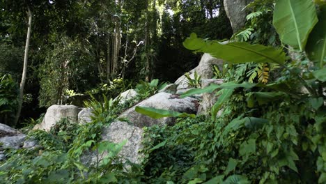 Exuberante-Vegetación-Y-Rocas-De-Granito-Cubiertas-De-Vegetación-Rodeadas-De-Jungla,-Atmósfera-Tranquila-Que-Regresa-A-La-Naturaleza,-Impresionante-Video-Cinematográfico-De-4k