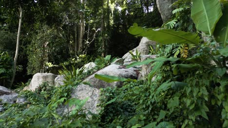 exuberante vegetación y rocas de granito cubiertas rodeadas de selva, atmósfera tranquila de vuelta a la naturaleza, impresionante video cinematográfico en 4k